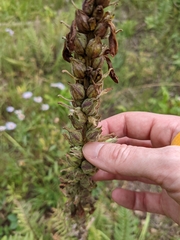 Pedicularis procera