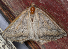 Prochoerodes amplicineraria