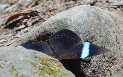 Amnosia decora