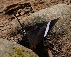 Amnosia decora