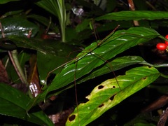 Prosentoria arrogans