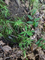 Dichanthelium dichotomum
