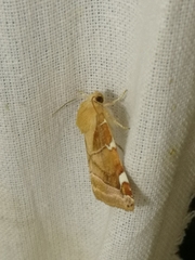 Cosmia diffinis