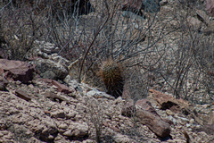 Ferocactus emoryi rectispinus