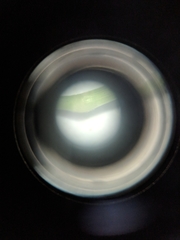 Dichanthelium dichotomum