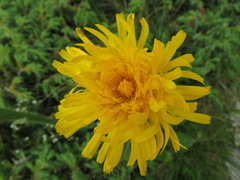 Hypochaeris uniflora