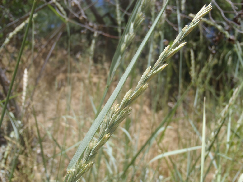 Creeping wild rye from Pima County, AZ, USA on June 21, 2019 at 11:21 ...