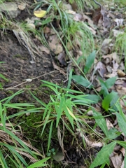 Dichanthelium dichotomum