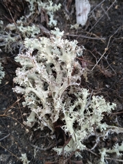 Cladonia caroliniana