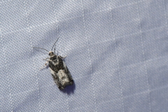 Gypsonoma adjuncta