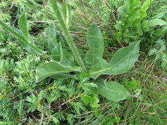 Hypochaeris uniflora