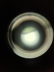 Dichanthelium dichotomum