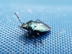 Zicrona caerulea