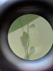 Dichanthelium dichotomum