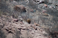 Ferocactus emoryi rectispinus