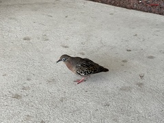 Zenaida galapagoensis galapagoensis