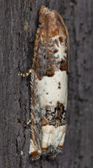 Suleima daracana