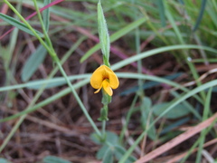 Zornia diphylla