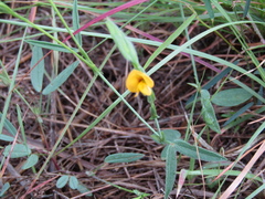 Zornia diphylla