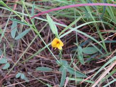 Zornia diphylla