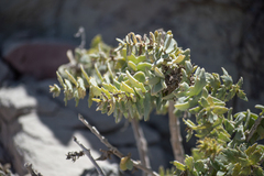 Coulterella capitata