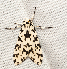 Eucereon tigrata