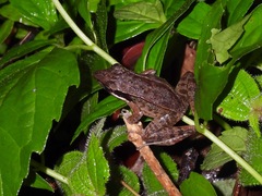 Indosylvirana nicobariensis
