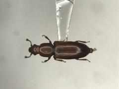 Rhizophagus brunneus