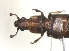 Rhizophagus brunneus