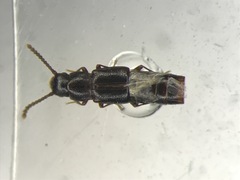Clavilispinus prolixus