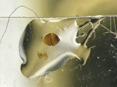 Clavilispinus prolixus