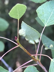 Phyllocoptes didelphis