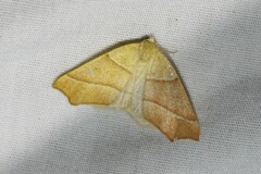 Destutia excelsa