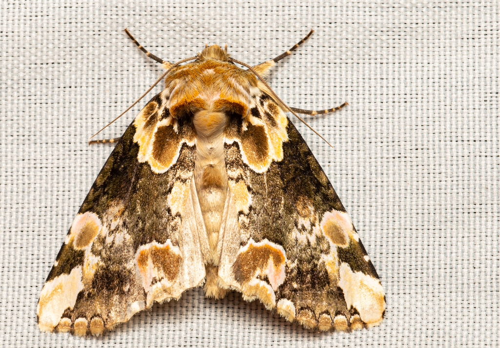 Thyatira casta