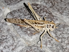 Decticus albifrons