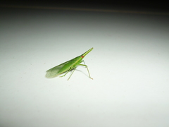 Melicharoptera rostrata