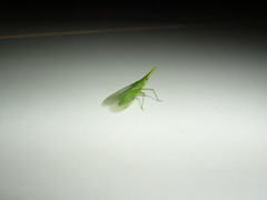 Melicharoptera rostrata