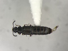 Phloeostiba lapponica