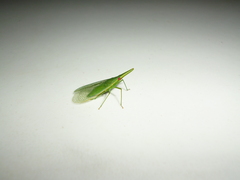 Melicharoptera rostrata