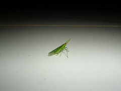 Melicharoptera rostrata