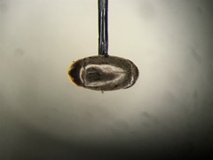 Clypastraea lugubris