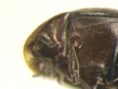 Clypastraea lugubris