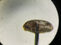 Clypastraea lugubris