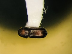 Pityogenes plagiatus