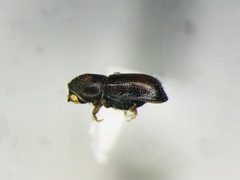 Pityogenes plagiatus