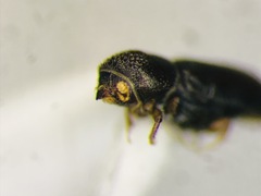 Pityogenes plagiatus