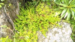 Crossocalyx hellerianus