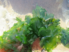 Ulva rigida