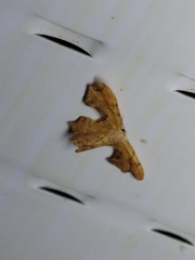 Calledapteryx dryopterata