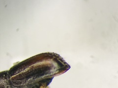 Pityogenes plagiatus